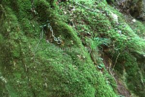 R10 - Torrent de la Pedrera - Camprodon - RocJumper