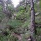 073 Torrent Corba Bruguera Rocjumper