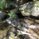 021 Torrent Calç Queralbs Rocjumper