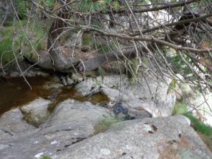 R15 - Torrent de la Balma - Queralbs - RocJumper