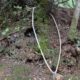 009 Barranc Sots Ferestecs Montmany Rocjumper