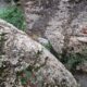 009 Barranco Rasa Torrenteller Sant Llorenc Morunys Rocjumper