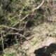 010 Barranc Llosa Pixavaques Sant Llorenc Morunys Rocjumper