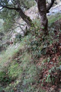 R2 - Rasa de Torrenteller - Sant Llorenç de Morunys - RocJumper
