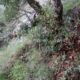 011 Barranco Rasa Torrenteller Sant Llorenc Morunys Rocjumper