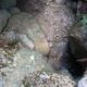 016 Barranco Rasa Torrenteller Sant Llorenc Morunys Rocjumper