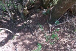 R3 - Barranc de la Llosa o Torrent de Pixavaques - Sant Llorenç de Morunys - RocJumper