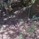 019 Barranc Llosa Pixavaques Sant Llorenc Morunys Rocjumper