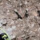 023 Barranco Rasa Torrenteller Sant Llorenc Morunys Rocjumper