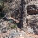 030 Barranc Llosa Pixavaques Sant Llorenc Morunys Rocjumper