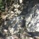 033 Barranc Sant Aniol Sadernes Rocjumper