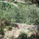 036 Barranc Llosa Pixavaques Sant Llorenc Morunys Rocjumper