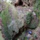 039 Barranc Sots Ferestecs Montmany Rocjumper