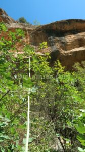 R8 - Barranc de la Llosa o Torrent de Pixavaques - Sant Llorenç de Morunys - RocJumper