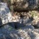 050 Barranco Rasa Torrenteller Sant Llorenc Morunys Rocjumper