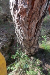 R12 - Rasa de Torrenteller - Sant Llorenç de Morunys - RocJumper