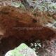 057 Barranc Sots Ferestecs Montmany Rocjumper