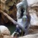 070 Barranco Buitreras Colmenar Rocjumper
