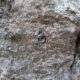 075 Barranc Sots Ferestecs Montmany Rocjumper