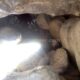 100 Barranco Buitreras Colmenar Rocjumper