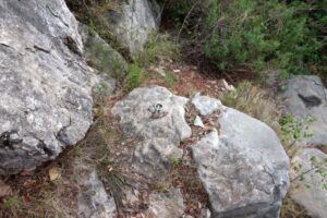 R6 - Sot del Poll - Barrancs Els Sots Feréstecs de Montmany - Montmany-Figaró - RocJumper
