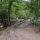 113 Barranc Sant Aniol Sadernes Rocjumper