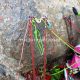 021 Torrent Cavorques Integral Sant Privat Bas Rocjumper