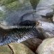 013 Torrent Coll Pal Estrets Can Boix Sant Marti Surroca Rocjumper