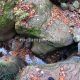 017 Torrent Coll Pal Estrets Can Boix Sant Marti Surroca Rocjumper