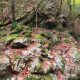 103 Torrent Font Freixe Riera Ogassa Negre Sant Marti Ogassa Rocjumper