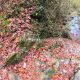 106 Torrent Font Freixe Riera Ogassa Negre Sant Marti Ogassa Rocjumper