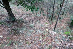 Bajada al barranco - Barranc de Set - El Violsell - RocJumper