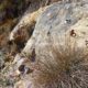 015 Barranc Polvori Nou Sant Corneli Rocjumper