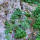016 Via Ferrata Zuheros Rocjumper
