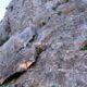 019 Via Ferrata Penya Llisa Parcent Rocjumper