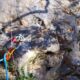 021 Barranc Polvori Nou Sant Corneli Rocjumper