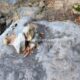 031 Barranc Polvori Vell Sant Corneli Rocjumper