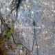041 Canal Roca Regina Llimiana Rocjumper