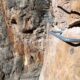 041 Via Ferrata Puente 3 Puntas San Blas Rocjumper