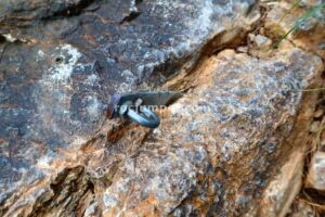 Tramo 8 - Vía Ferrata Callejones del Gato + Paso del Gato - Orihuela - RocJumper