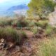 073 Via Ferrata Callejones Gato Paso Gato Orihuela Rocjumper