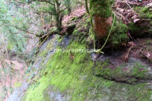 011 Torrent Pla Traver Vidra Rocjumper