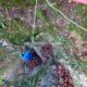 015 Rec Espinedes Malanyeu Rocjumper