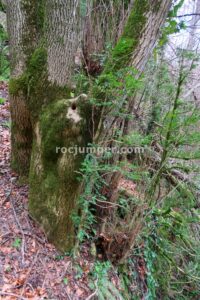 017 Torrent Pla Traver Vidra Rocjumper