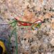 024 Rec Espinedes Malanyeu Rocjumper