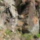 027 Gorgas Ransol Canillo Rocjumper
