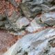 031 Torrent Jou Afluente Izquierdo Sant Corneli Rocjumper