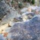 038 Torrent Jou Afluente Izquierdo Sant Corneli Rocjumper