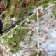039 Torrent Saltant Lluis Malanyeu Rocjumper