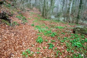 Pista retorno - Torrrent del Pla dels Hortals - Vidrà - RocJumper
